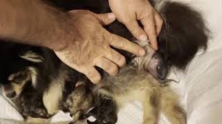 Pomeranian Giving birth to 5 puppies [upl. by Yael634]