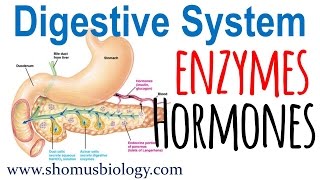 Digestive enzymes and hormones [upl. by Hobard890]