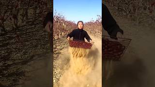 Amazing Chinese Red Dates  Dried Jujube Harvest from Farm With Rural Farmer shorts satisfying [upl. by Yelahs829]