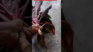 आसानी से लग गई Draceana plant। How to grow Dracaena plant from cutting।houseplants indoorplants [upl. by Thorfinn]