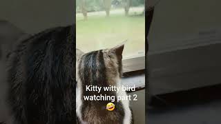 kitty witty bird watching part 2 [upl. by Liu]