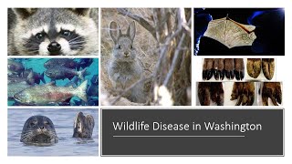 Wild Washington Live Wildlife Disease in Washington [upl. by Alleyn]