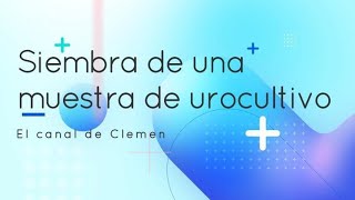 Siembra de una muestra de urocultivo 🦠🧫 [upl. by Hiro59]