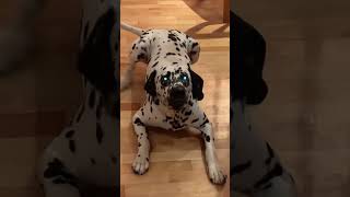 Dog Barking 2468months and 1year dalmatiandog barking barkingsounds barkingdogaging short [upl. by Crabb]