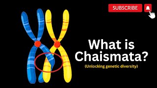 Exploring Chiasmata and Genetic Crossroads The Power of Chiasmata in Meiosis [upl. by Norris923]