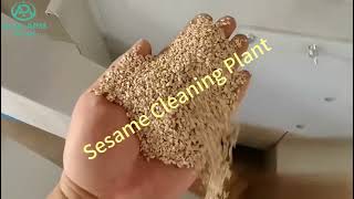 Sesame Seed Cleaning Plant 5th sesame cleaning destoner magneticseparator packingmachine [upl. by Aluk970]