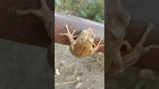 Indian white tree frog Indianeyed tree frog Indian treefrog🐸मेंढक बेंडुक Maharashtra white frogs [upl. by Alverta]