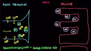 Neuromuscular Junction Motor EndPlate [upl. by Rayle953]