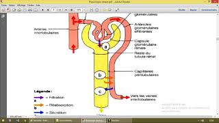 Physiologie rénale 4 Filtration glomérulaire [upl. by Polivy]