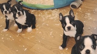 Boston Terrier Puppies  Week 6 [upl. by Alaet542]