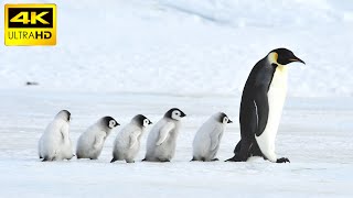 Penguins in 4K  Antartica [upl. by Manoop335]