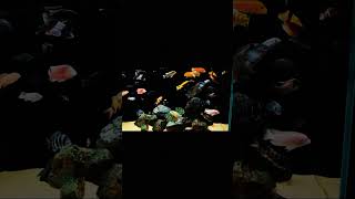 Beautiful malware chiclets fish aquarium setup idea short shorts youtubeshorts [upl. by Katsuyama]