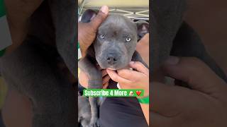 “Cute Blue Eyed Pitbull Puppy Love” ❤️ cute viral shortsvideo pitbull 🐶 [upl. by Yeniffit]