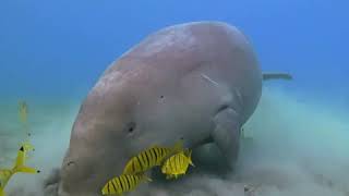 What Is The Difference Between A West Indian Manatee And A Dugong [upl. by Leiba427]