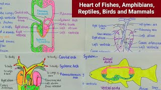 Evolution of vertebrate Heart  Heart of Fishes Amphibians Reptiles Birds and Mammals [upl. by Tom689]