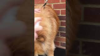 It’s Chow Chow Grooming Time ASMR [upl. by Ttelrats]