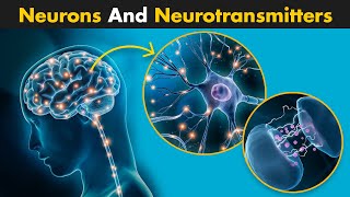 Neurons And Neurotransmitters  A Complete Guide [upl. by Binetta]