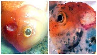 Medication  Cure for Goldfish HOLE IN THE HEAD Disease [upl. by Ilah943]