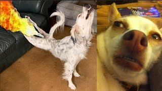 10 Minutes Of Dogs Reaction To Fart 🐕💨  TRY NOT TO LAUGH 😂😂😂 [upl. by Durr]