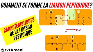 Comment se forme une liaison peptidique Quelles sont les caractéristiques dune liaison peptidique [upl. by Ynneb]