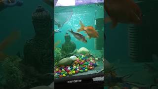 Machhali Gai Paani Main Chhapak Chhapak shortsfeed aquariumfish fish pets comedy yt trending [upl. by Gough]