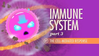 Immune System Part 3 Crash Course Anatomy amp Physiology 47 [upl. by Beutner]