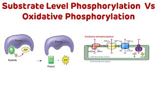 Substrate Level Phosphorylation vs Oxidative Phosphorylation neetpg nextpg [upl. by Tnilf]