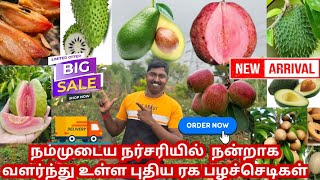 நம்முடைய நர்சரியில் நன்றாக வளர்ந்துள்ள புதிய ரக பழச்செடிகள் அவகோடா முள்சீத்தா கொய்யா சப்போட்டா [upl. by Feinleib]