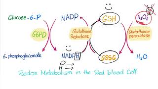 Glucose6phosphate Dehydrogenase G6PD Enzyme  ROS Scavenger Biochemistry amp Hematology [upl. by Kostival]