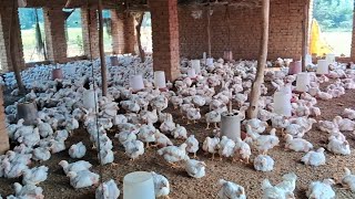 chicken shop  chicken first cutting poultry hen special poultry  faram se poultry chicken laaye [upl. by Muir81]