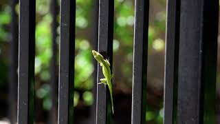 Green Anole Shows His Dewlap [upl. by Norreg]