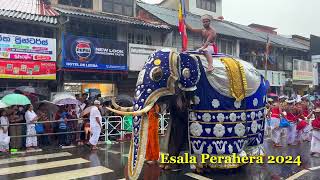 Esala Perahera 2024 8 esalaperahera srilanka kandy [upl. by Franklyn]