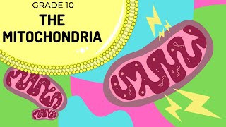 THE MITOCHONDRIA  Cell organelles made EASY [upl. by Enyahs]