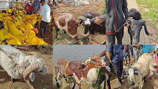 RETTERI GOATampSHEEPS MARKET  ALL SIZE GOATampSHEEPS AVILABLE 23062023 PART3 bakrid sheeps [upl. by Xever]