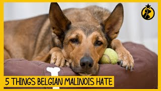 5 Things Belgian Malinois Hate That You Should Avoid [upl. by Devina]