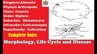 Mosquito Morphology Structure and Life Cycle With Completes Notes [upl. by Akilegna]