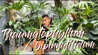 Thaumatophyllum Bipinnatifidum Care Tips and Repotting  WITH SATISFYING UPDATES [upl. by Navarro]