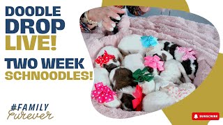 TWO WEEK OLD SCHNOODLES  Doodle Drop LIVE [upl. by Noelc]