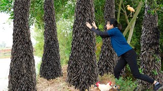 Harvesting Bo Ket Fruit Gleditsia Fruit Goes to the market sell amp Cooking  Luyến  Harvesting [upl. by Halpern]