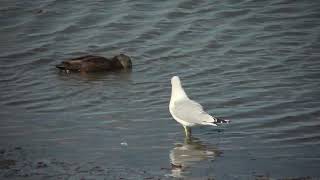 Ring billed Gull walking [upl. by Quinton]