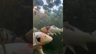 Mujhe Koi Fish Pasand Nahi  I Hate Koi Fish in Aquarium fish koi shorts [upl. by Ahsam318]