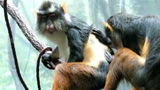 Watch Monkeys Remove Ticks At The Bronx Zoo [upl. by Partridge682]