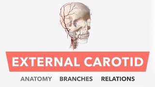 External Carotid Artery  Anatomy Branches amp Relations [upl. by Stelmach361]