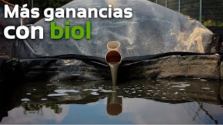 Producción de biofertilizante en un matadero México  Biodigestores Sistemabio [upl. by Iridis362]