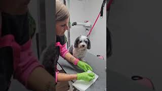 Zahnreinigung ohne Narkose im Hundesalon 🦷 zahnreinigung zahnsteinentfernung hund hundefriseur [upl. by Wolfgram]