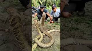 twin king cobra super jumbo guntur dan petir mandapetulang kingcobra ular [upl. by Ahselyt990]