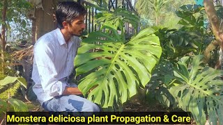 Best decorated plant Monstera deliciosa  Propagation amp Care  Indoor plant [upl. by Willy]