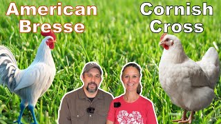 The Meat Chicken Dilemma IS there a clear WINNER Cornish Cross or American Bresse [upl. by Cooperstein787]