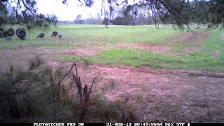 Day 6 Outdoors Plotwatcher Pro Easter morning strutters [upl. by Krigsman]