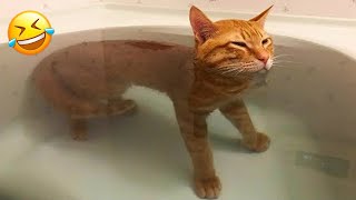 The FUNNIEST Dogs and Cats Shorts Ever 😻🐶 You Laugh You Lose 🤣 [upl. by Nyllek]